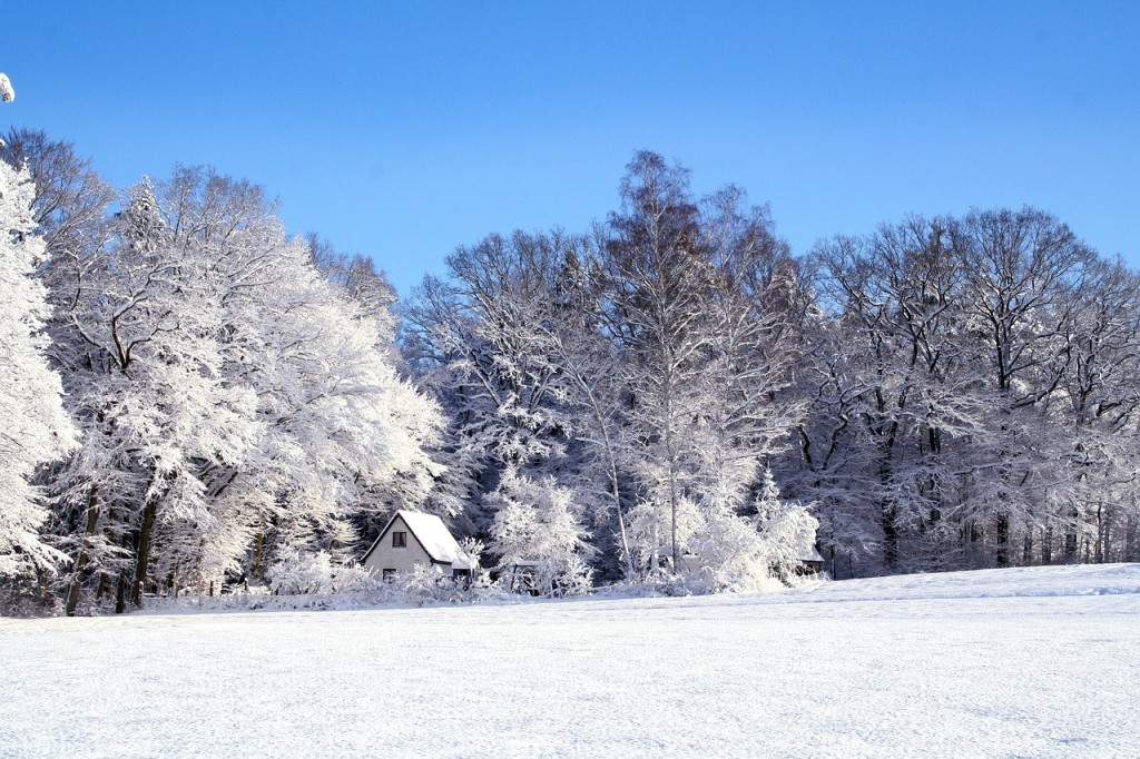 Winter Scene